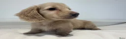 Miniature Dachshund dogs for sale: 👑CREAM LONG HAIRED DACHSHUNDS 👑 - Advert 10