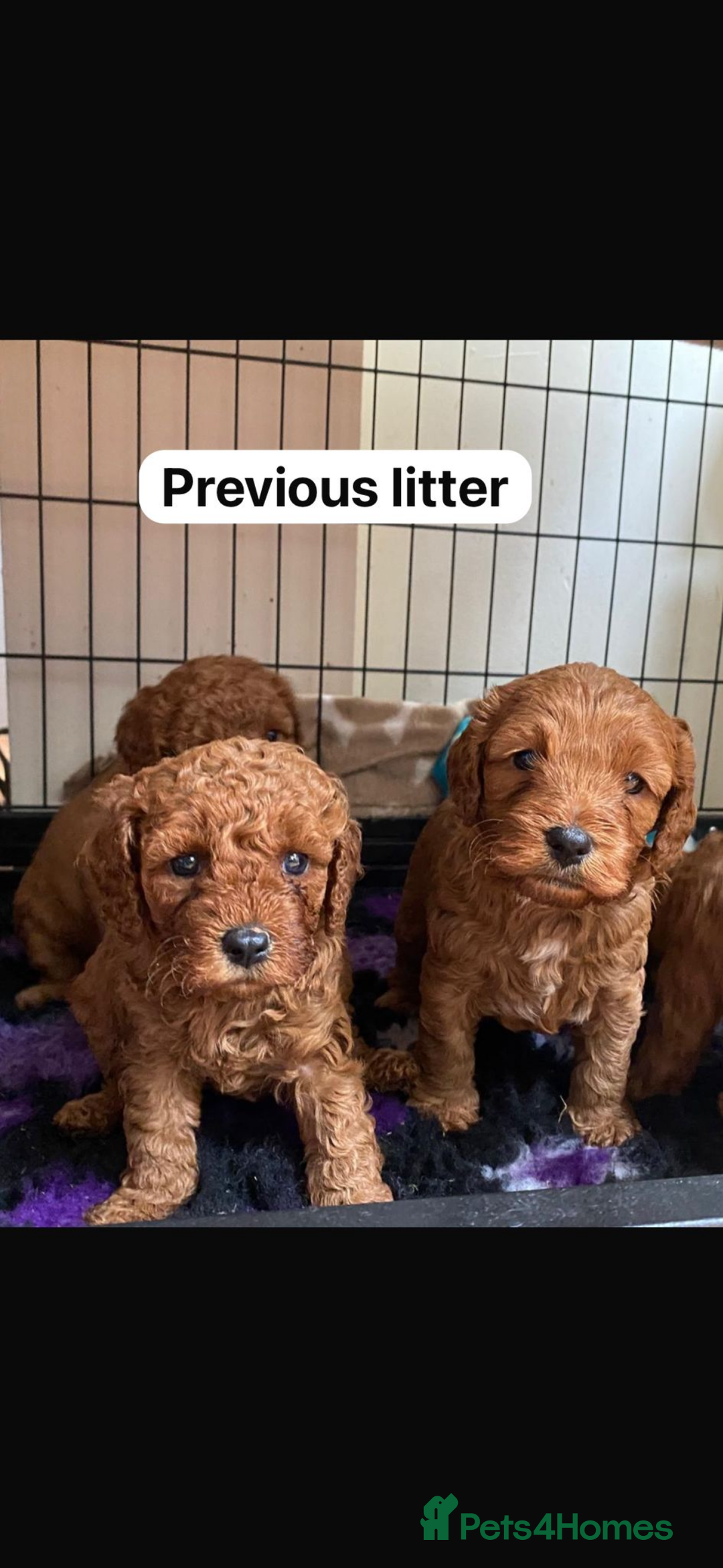 Cavapoo dogs for sale: Cavapoo waiting list  - Image 7