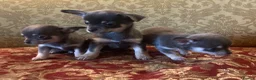 Chihuahua dogs for sale: Chihuahua puppies from licensed breeder - Advert 1