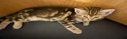 Bengal cats for sale: Two gorgeous bengal boys left READY NOW - Advert 20