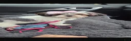 Shih Tzu dogs for sale: Kc reg shihtzu bitch  in Edinburgh - Advert 2