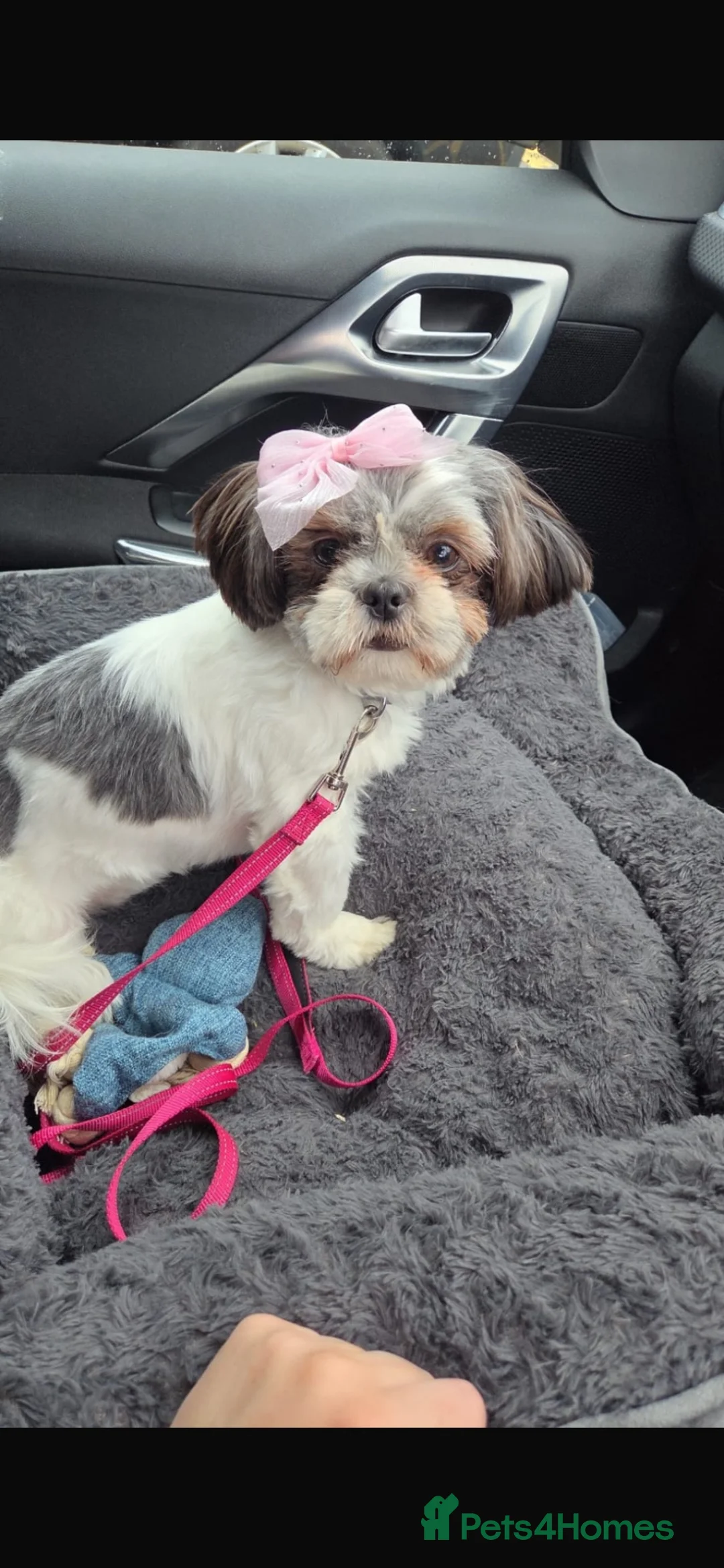 Shih Tzu dogs for sale: Kc reg shihtzu bitch  in Edinburgh - Advert 2