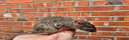 Rat rodents for sale: Various male and female rats  - Advert 14