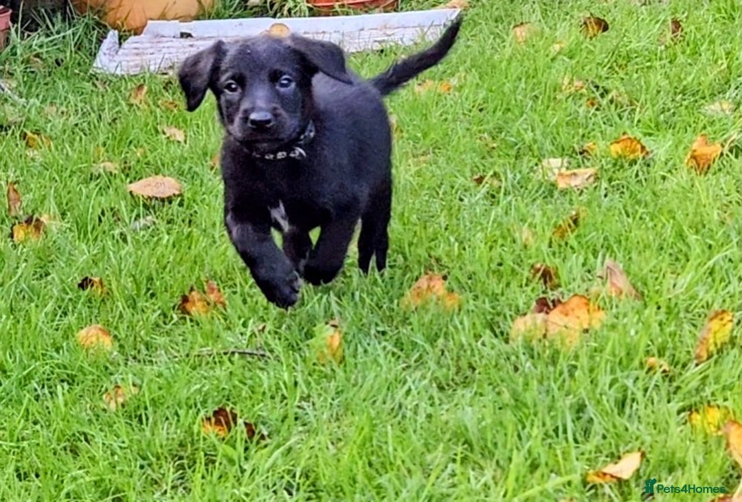 Mixed Breed dogs for sale: Dutch shepherd X pointer puppies  - Advert 19