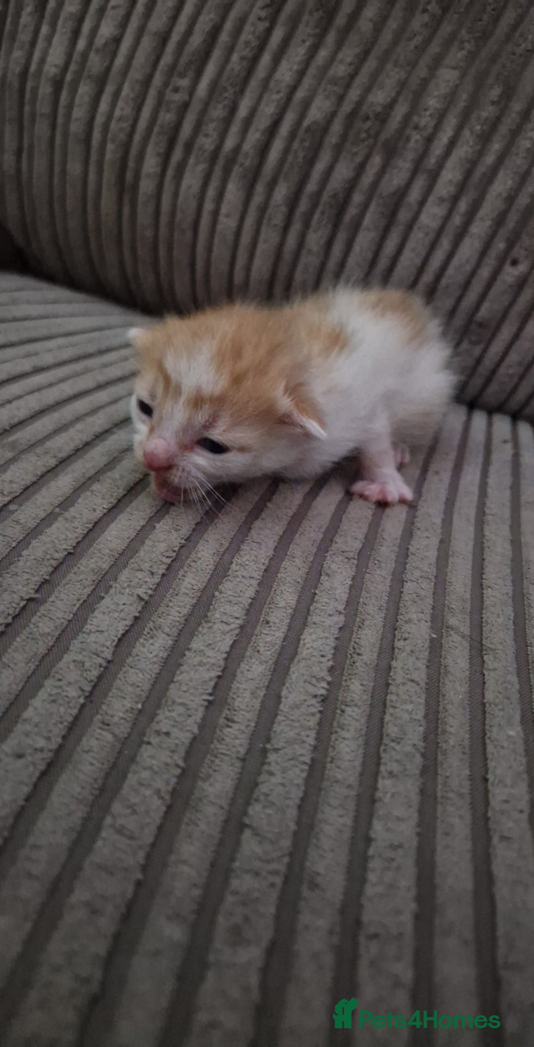 Mixed Breed cats for sale: 6 beautiful kittens  - Advert 4