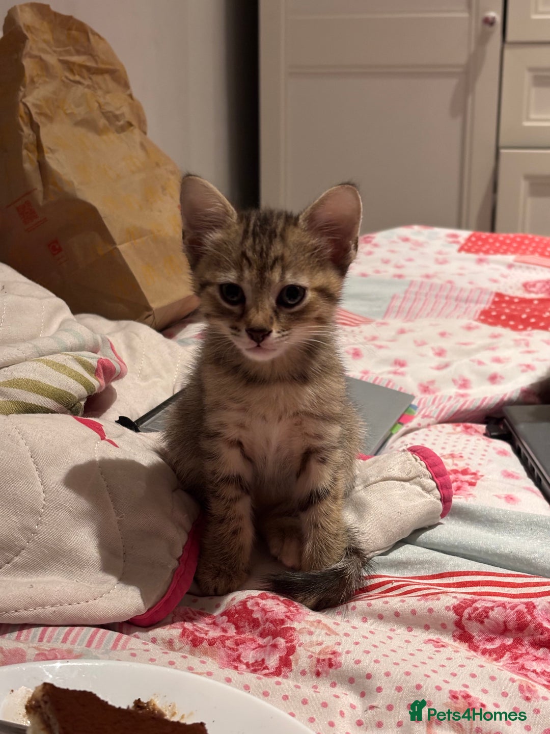 British Shorthair cats for sale: 3 kittens for sale - Image 4