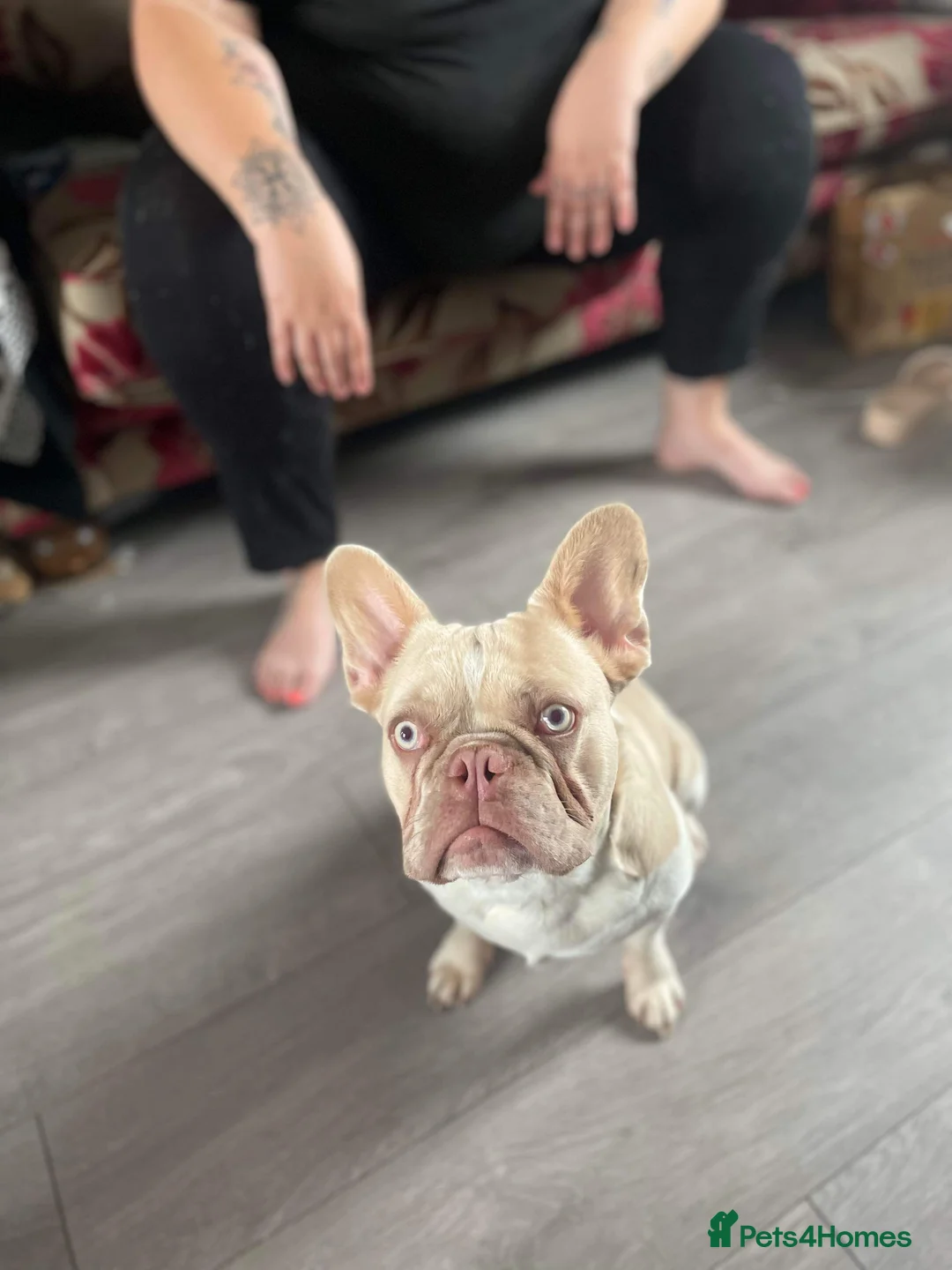 French Bulldog dogs for stud: New Isabella Shade Frenchie Proven Stud in Leeds - Advert 2