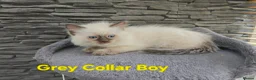 Ragdoll cats for sale: Beautiful ragdolls - Advert 30