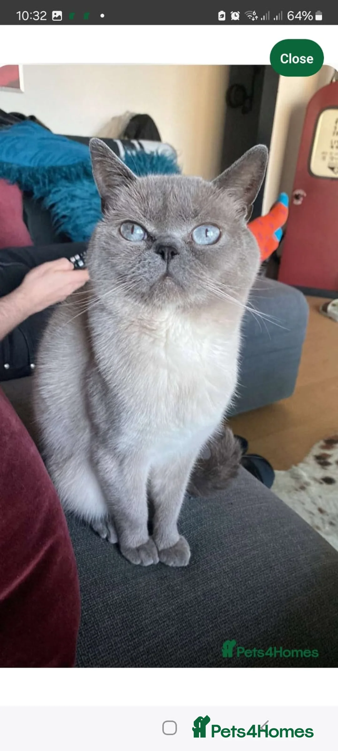 Lykoi cats for sale: Lykoi British short-haired kittens - Advert 17