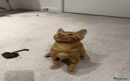 American Shorthair cats for sale: Ginger female - American shorthair - Advert 7