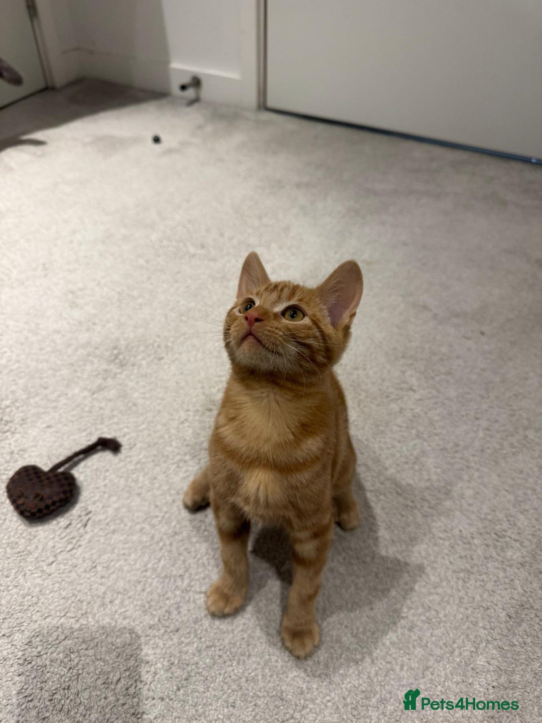 American Shorthair cats for sale: Ginger female - American shorthair - Advert 7