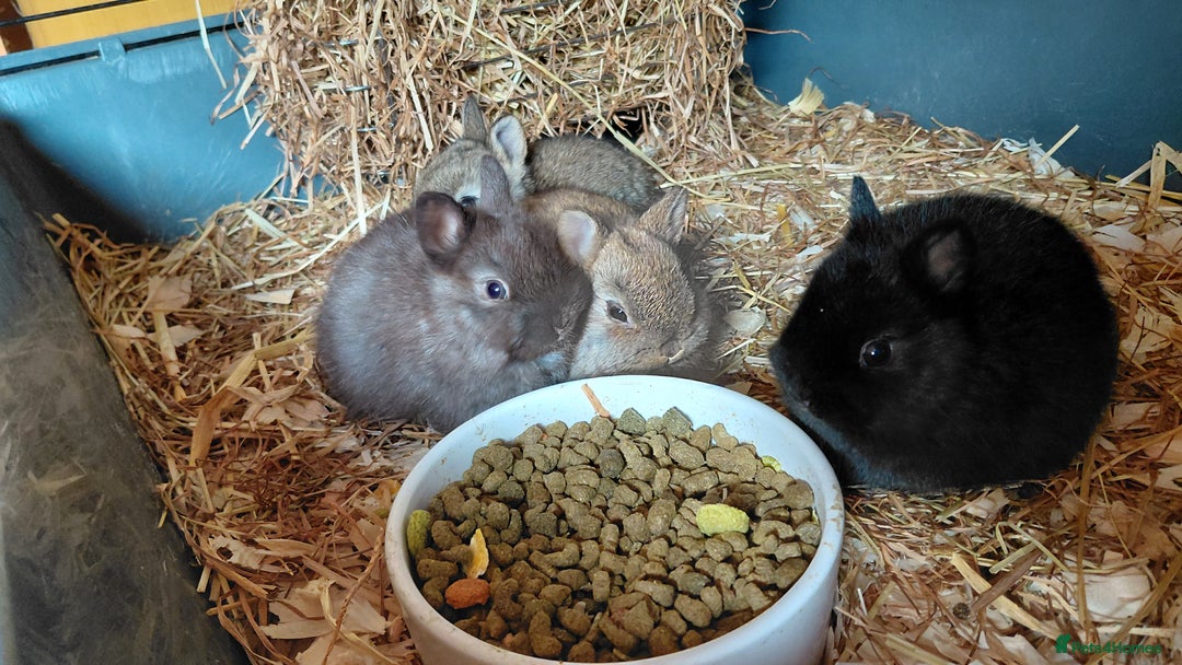 Netherland Dwarf rabbits for sale: Netherland dwarf BLACK & A CHOC BUCK  TO RESERVE  - Advert 18