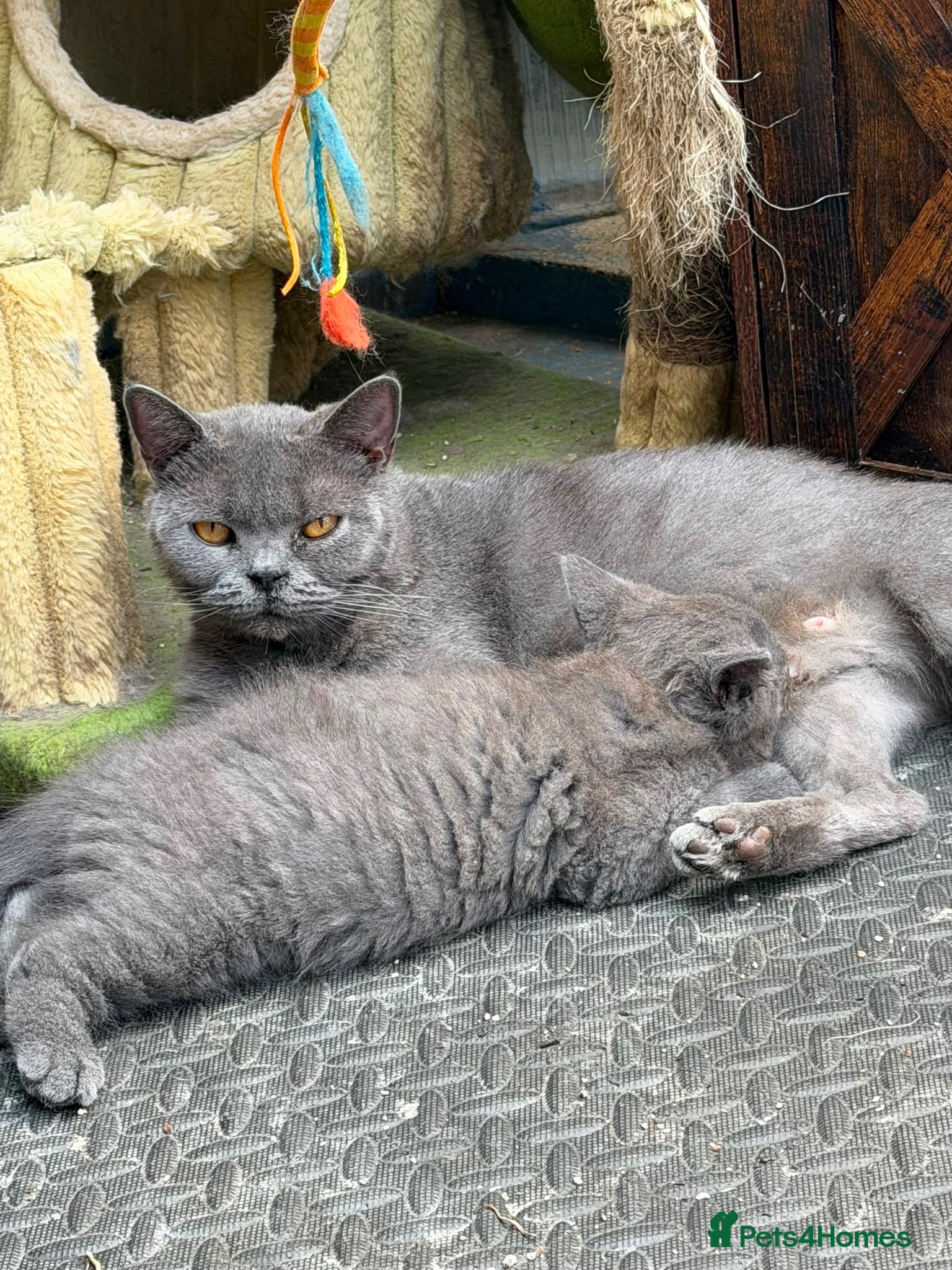 British Shorthair cats British Shorthair Kittens  - Advert 1