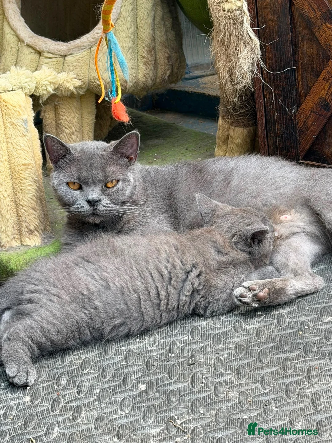 British Shorthair cats for sale: British Shorthair Kittens  - Advert 1