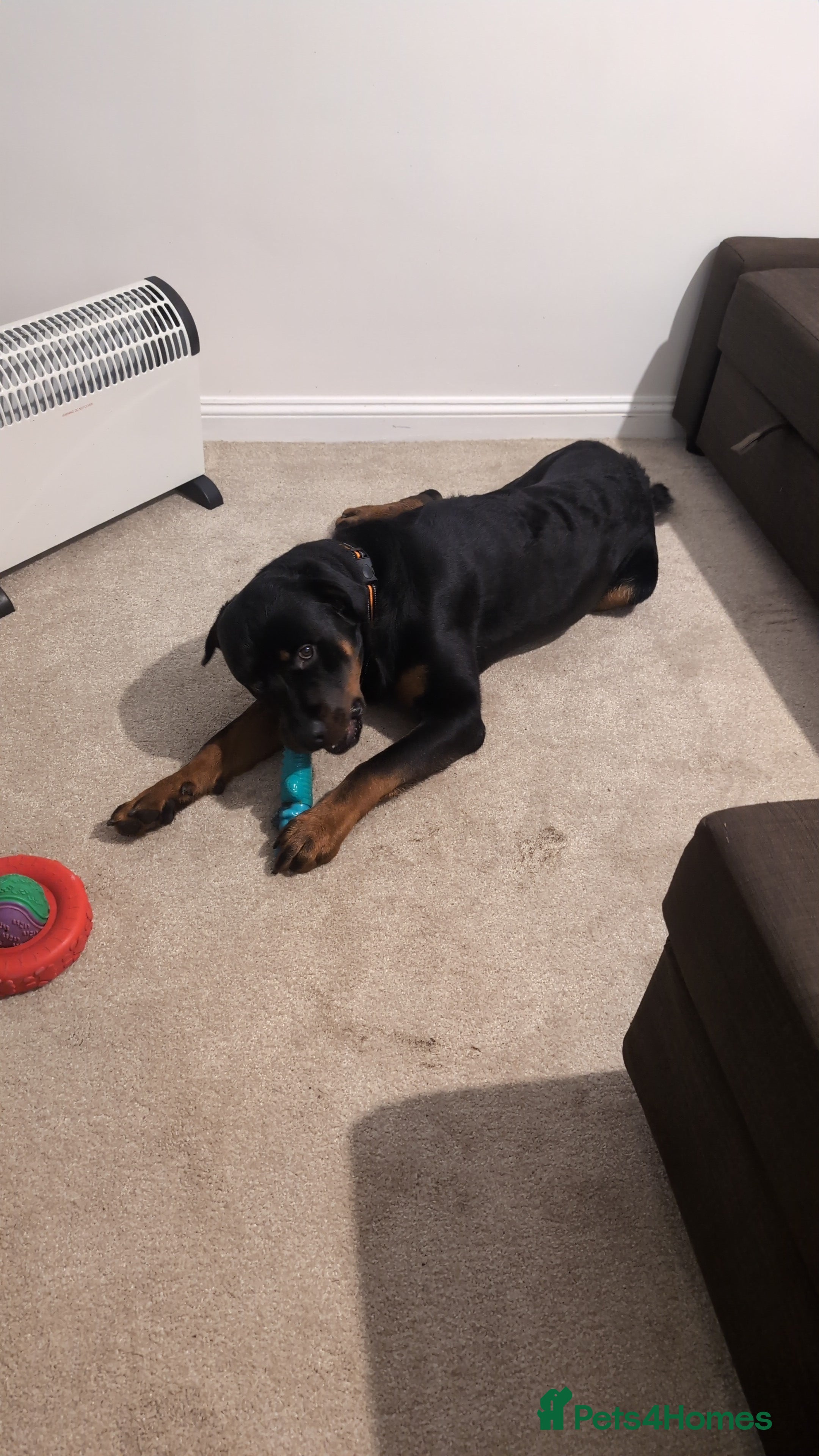 Rottweiler dogs Max 10 month old Rottweiler boy  - Advert 1