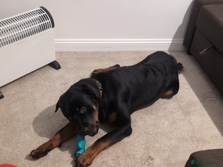 Rottweiler dogs Max 10 month old Rottweiler boy - Advert 1