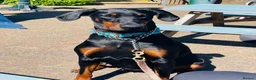 Dobermann dogs for sale: KC registered exclusive Dobermann puppies  in Wickford - Advert 24