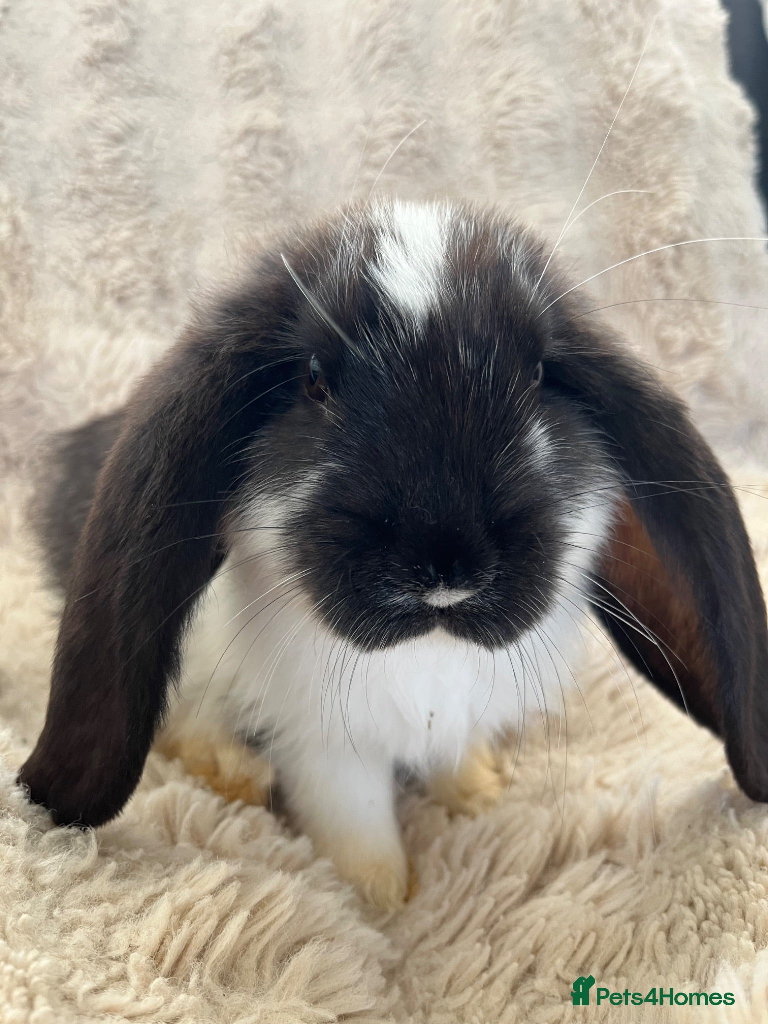 French Lop rabbits French lops looking for their forever home 🏡 - Advert 1