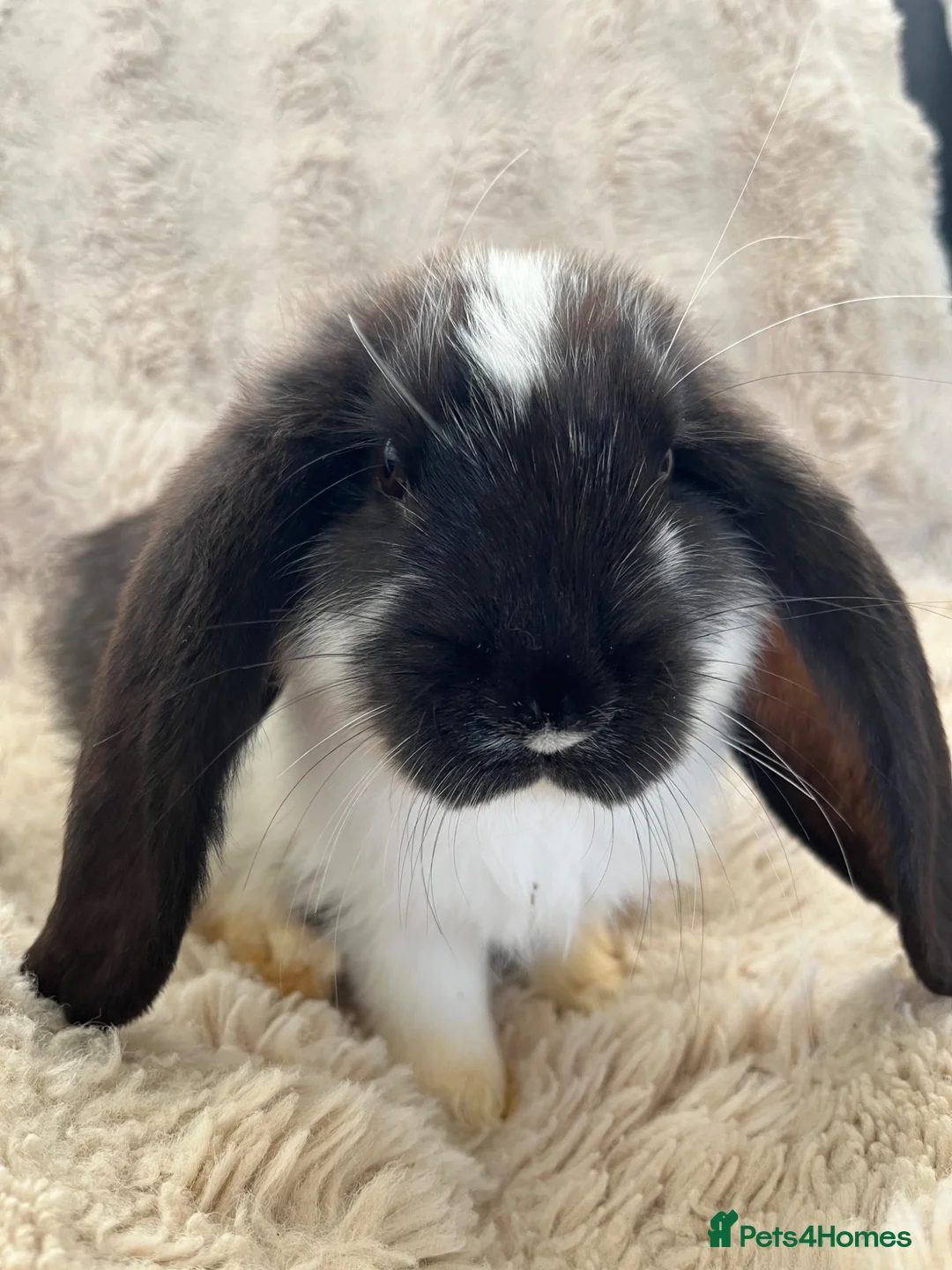 French Lop rabbits for sale: French lops looking for their forever home 🏡 - Advert 1