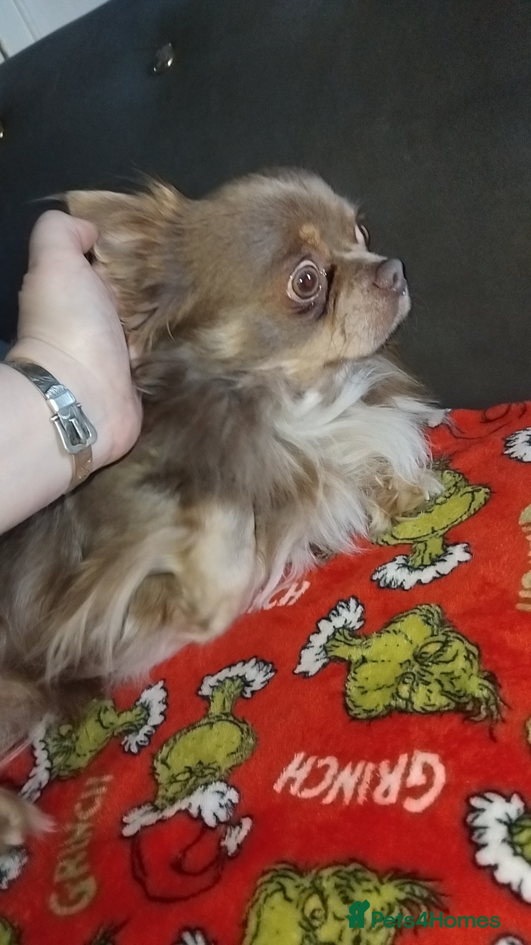 Chihuahua dogs Kc boy chihuahua  - Advert 1