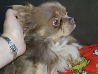 Chihuahua dogs Kc boy chihuahua - Advert 3