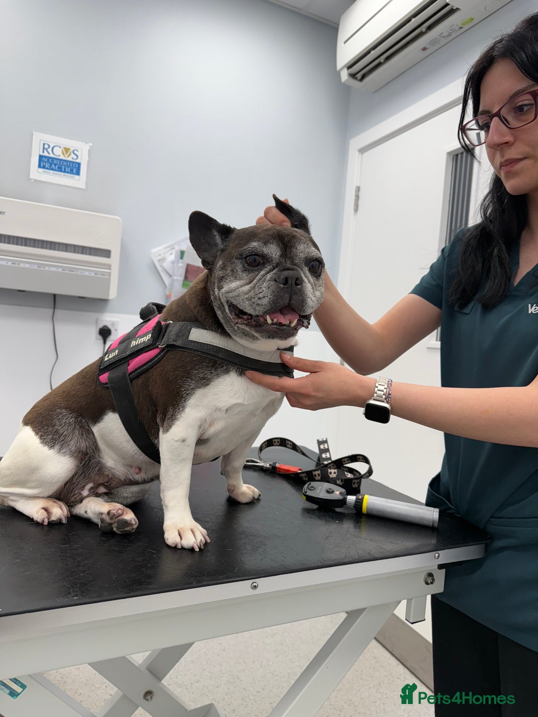 French Bulldog dogs for sale: Bonded mum &son French bulldogs must stay together - Advert 8