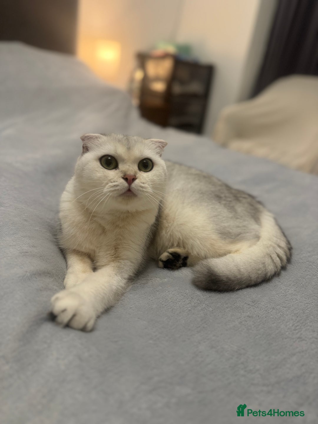 Scottish Fold cats for sale: 🐾 Scottish kittens available for sale! 🐾 - Advert 2