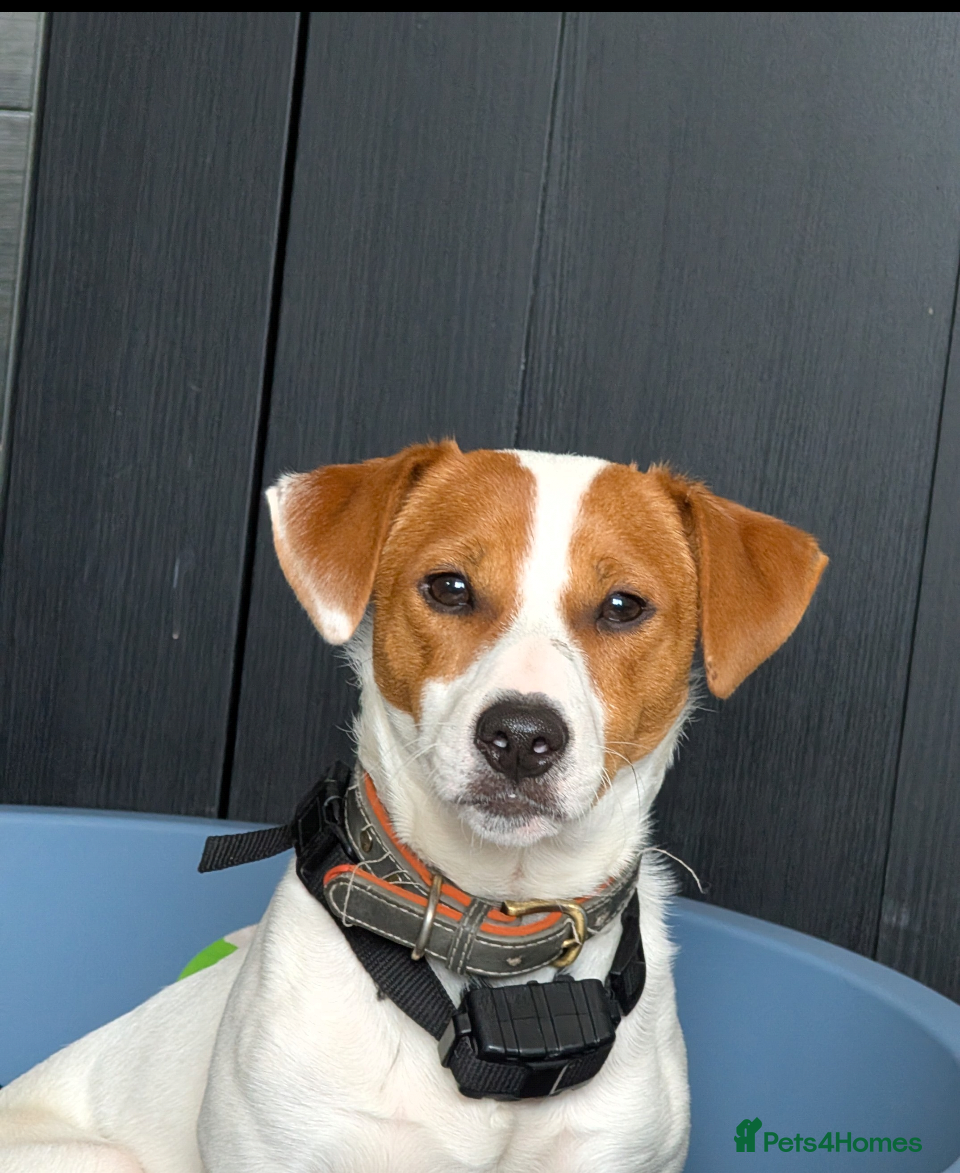 Mixed Breed dogs Leo for FREE - Advert 3