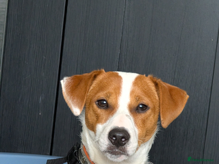 Mixed Breed dogs Leo for FREE - Advert 1