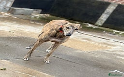 Greyhound dogs for sale: Retired Greyhounds  - Image 2