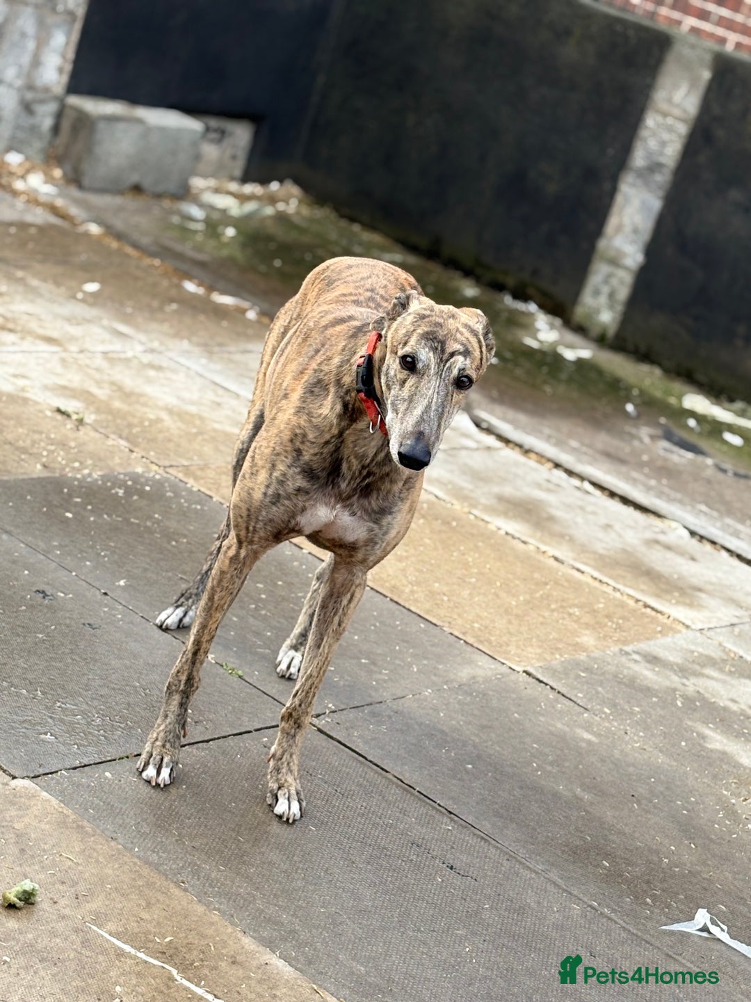 Greyhound dogs for sale: Retired Greyhounds  - Image 2