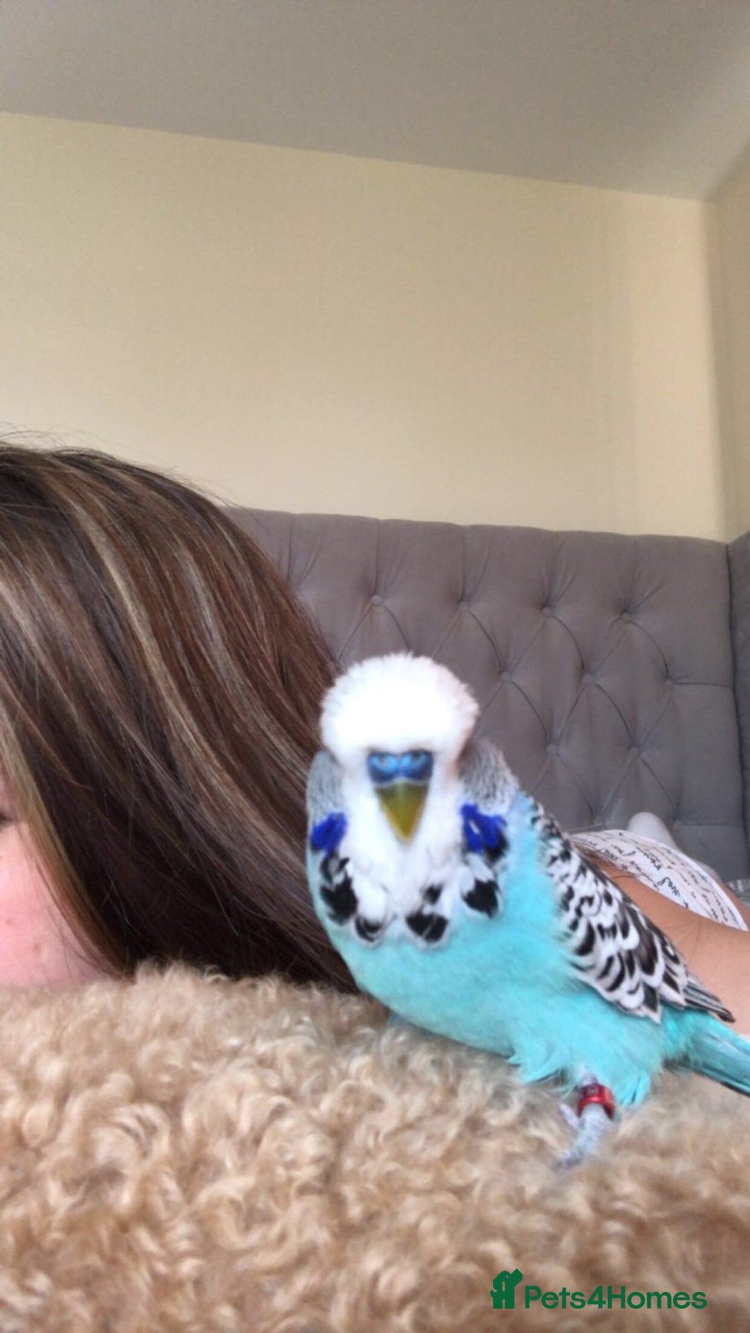 Budgerigars birds for sale: Male budgie & cage for sale - Advert 3