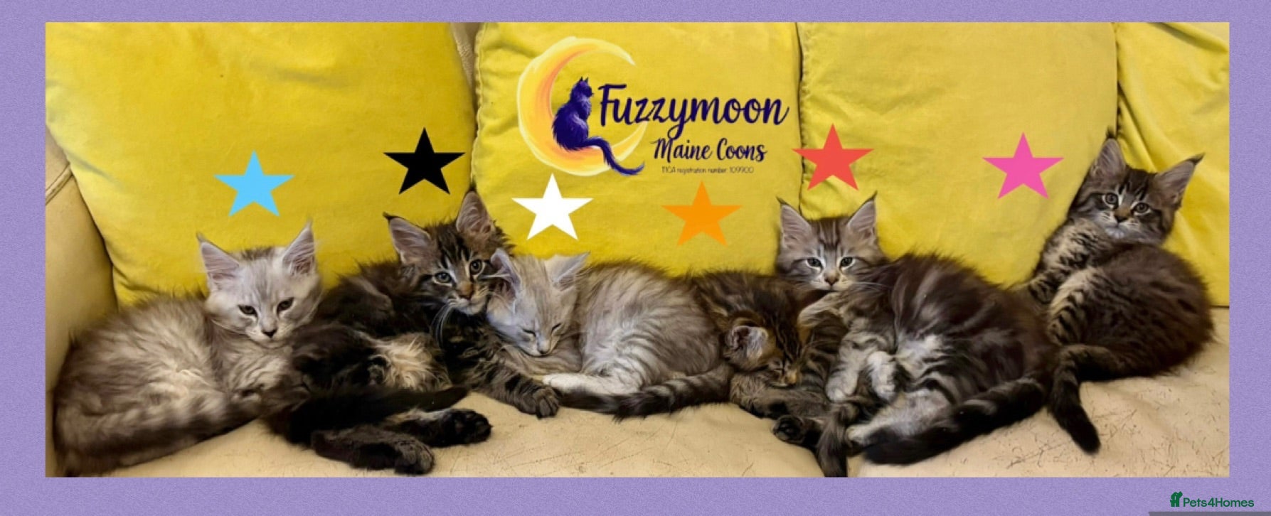 Maine Coon cats Gorgeous TICA Pedigree Maine Coon Kittens - Advert 1