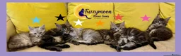 Maine Coon cats for sale: Gorgeous TICA Pedigree Maine Coon Kittens - Advert 1