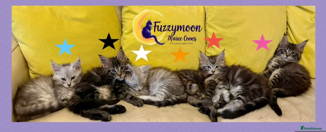 Maine Coon cats for sale: Gorgeous TICA Pedigree Maine Coon Kittens - Advert 1