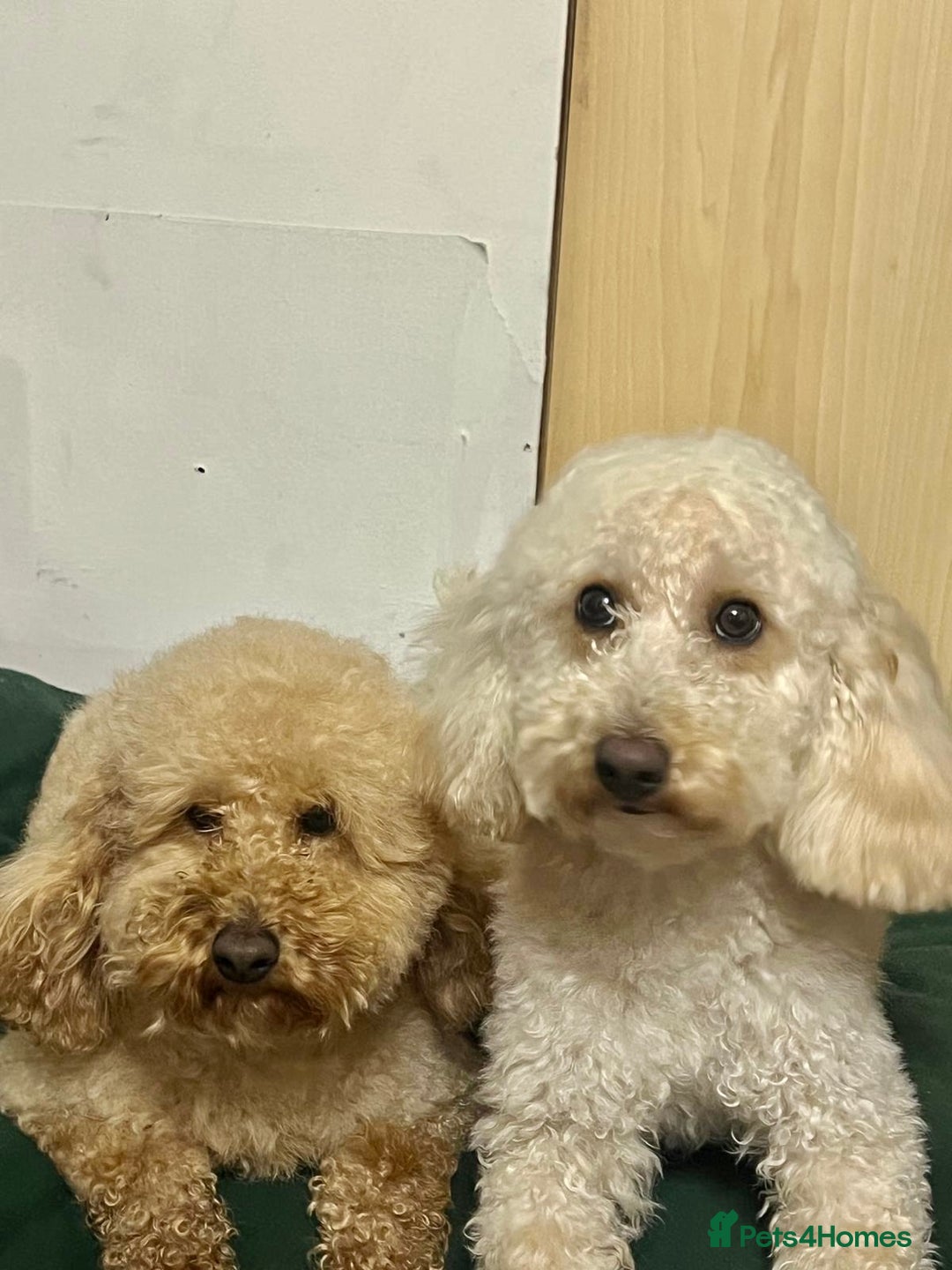 Miniature Poodle dogs for sale: Perfect  puppy/ KC reg miniature poodle  - Advert 9