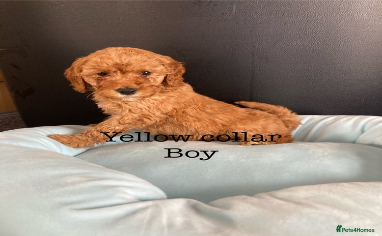 Cockapoo dogs - Advert 1