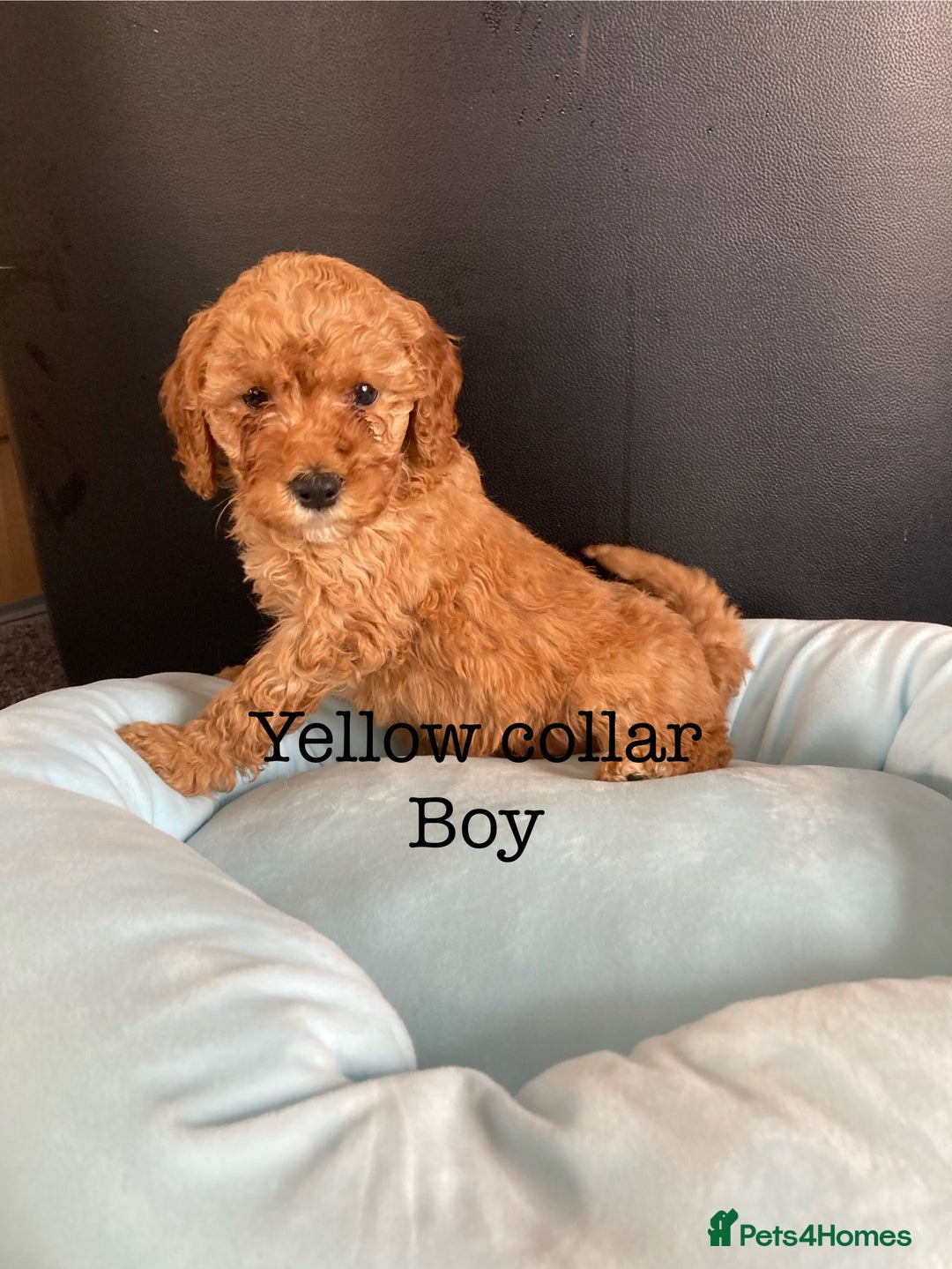 Cockapoo dogs for sale: Cockapoo F1B puppies 🐶Now Ready to leave🐶  - Image 2