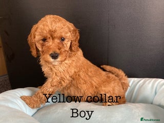 Cockapoo dogs - Advert 14