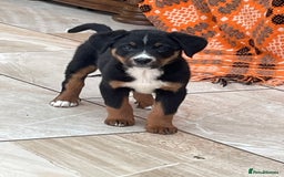 Bernese Mountain Dog dogs for sale: Boys and girls available.  - Image 8