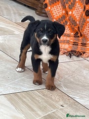 Bernese Mountain Dog Puppy 11