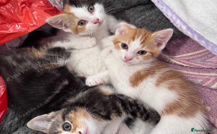 Mixed Breed cats - Advert 1