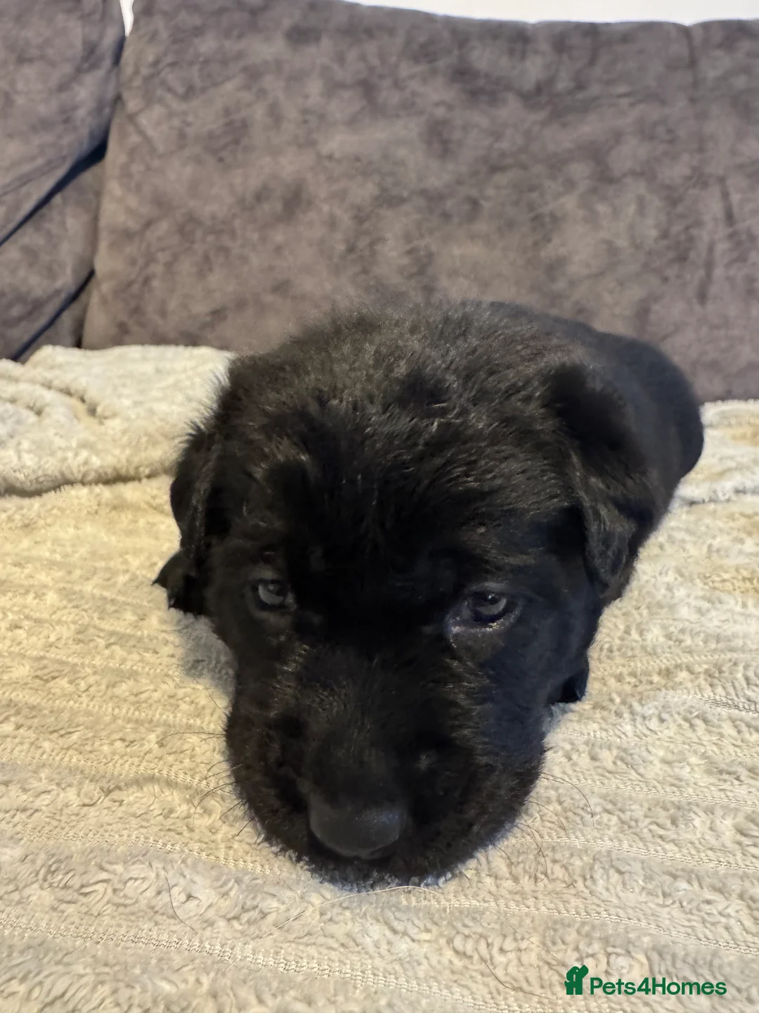 Labrador Retriever dogs for sale: KC Registered Black Chunky Labradors  - Advert 14