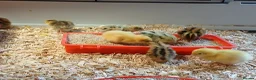 Quail poultry for sale: Coturnix (Japanese) Quail chicks - Advert 3