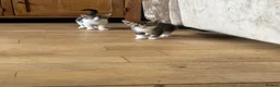 Mixed Breed cats for sale: Tabby and white kittens for sale  - Advert 3