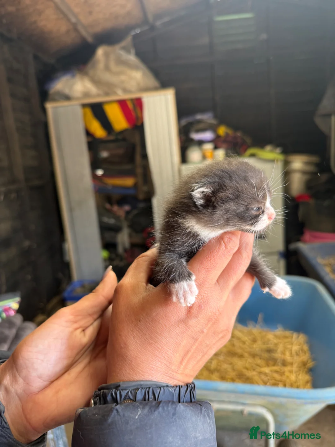 Mixed Breed cats for sale: Scottish fold x kittens  in Tiverton - Advert 9