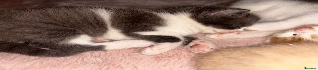 Grey & White British Shorthair