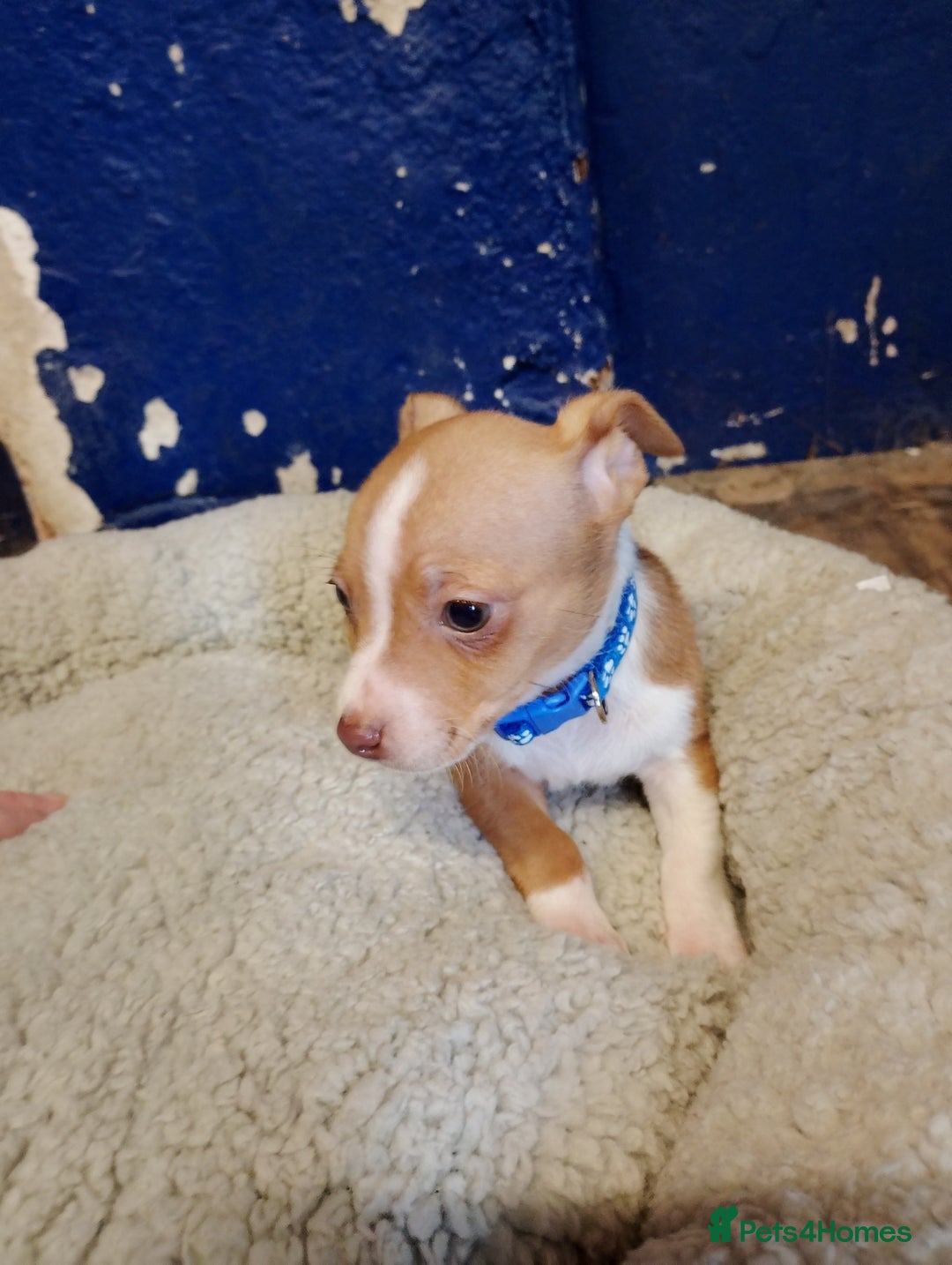 Mixed Breed dogs for sale: Four bueatuful pups forsale  - Advert 17