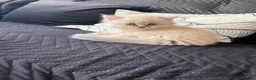 Mixed Breed cats for sale: Gorgeous Ragdoll x British Shorthair Kittens in Solihull - Advert 17