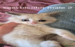 Ragdoll cats for sale: 3 Tica Registered Males For Sale - Image 10